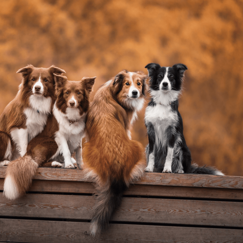 Must Love Dogs! — Dr. Jane Greer