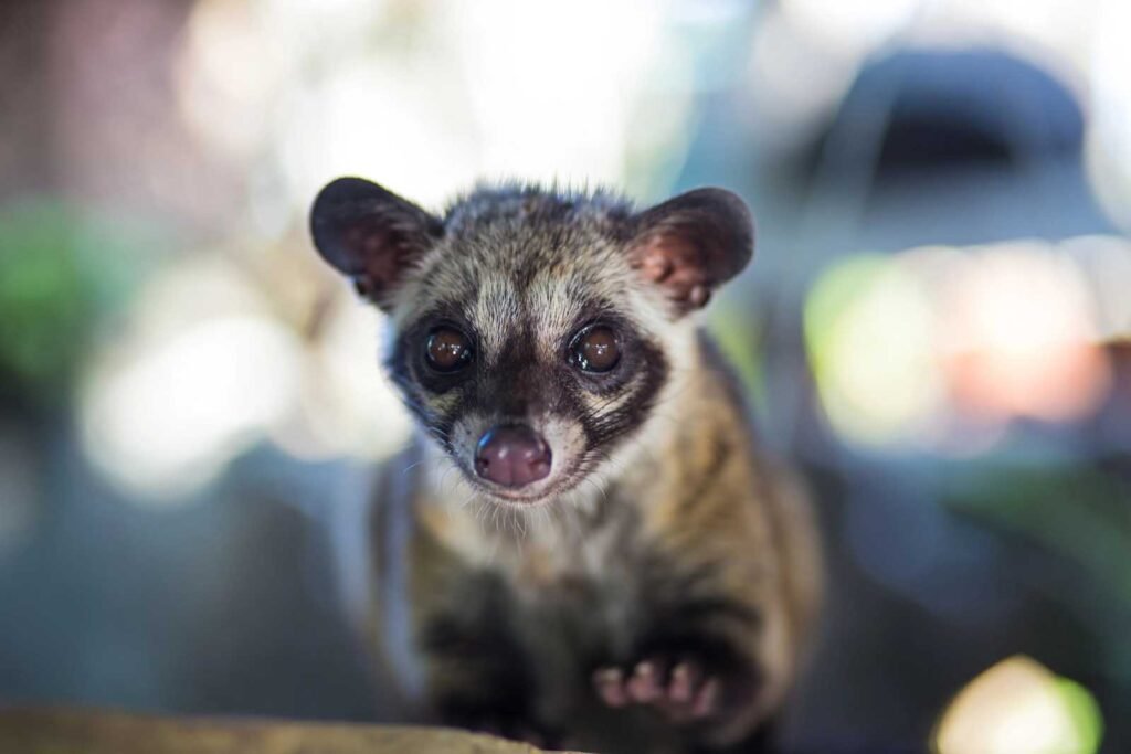 Celebrating The World's First World Civet Day: Shining A Light